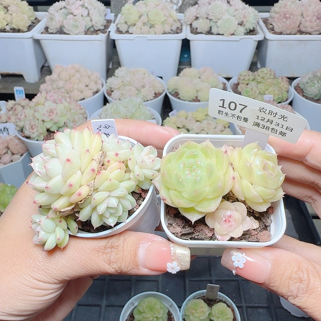 1231-107麦杆打包专拍