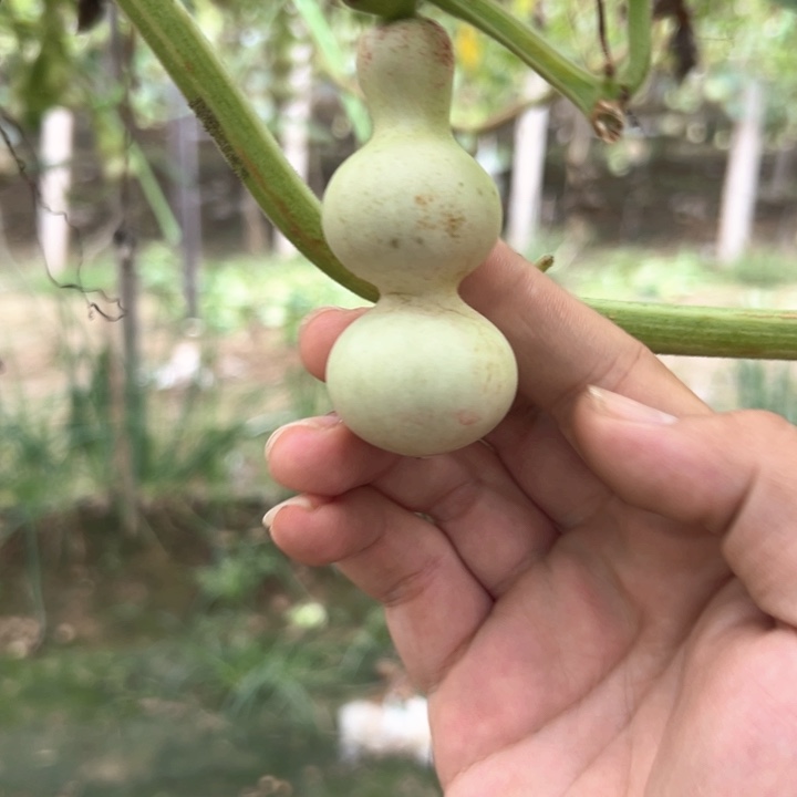 苏***晨葫芦葫芦葫芦葫芦
