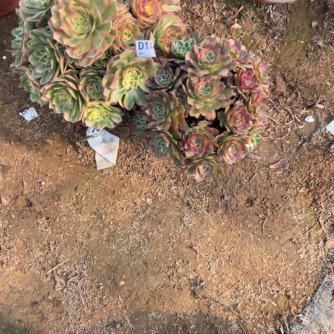 多***姐104两颗组合多肉植物法师