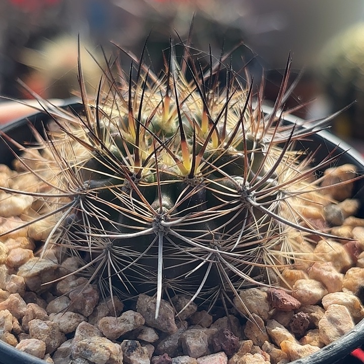 仙人球实生智利玉