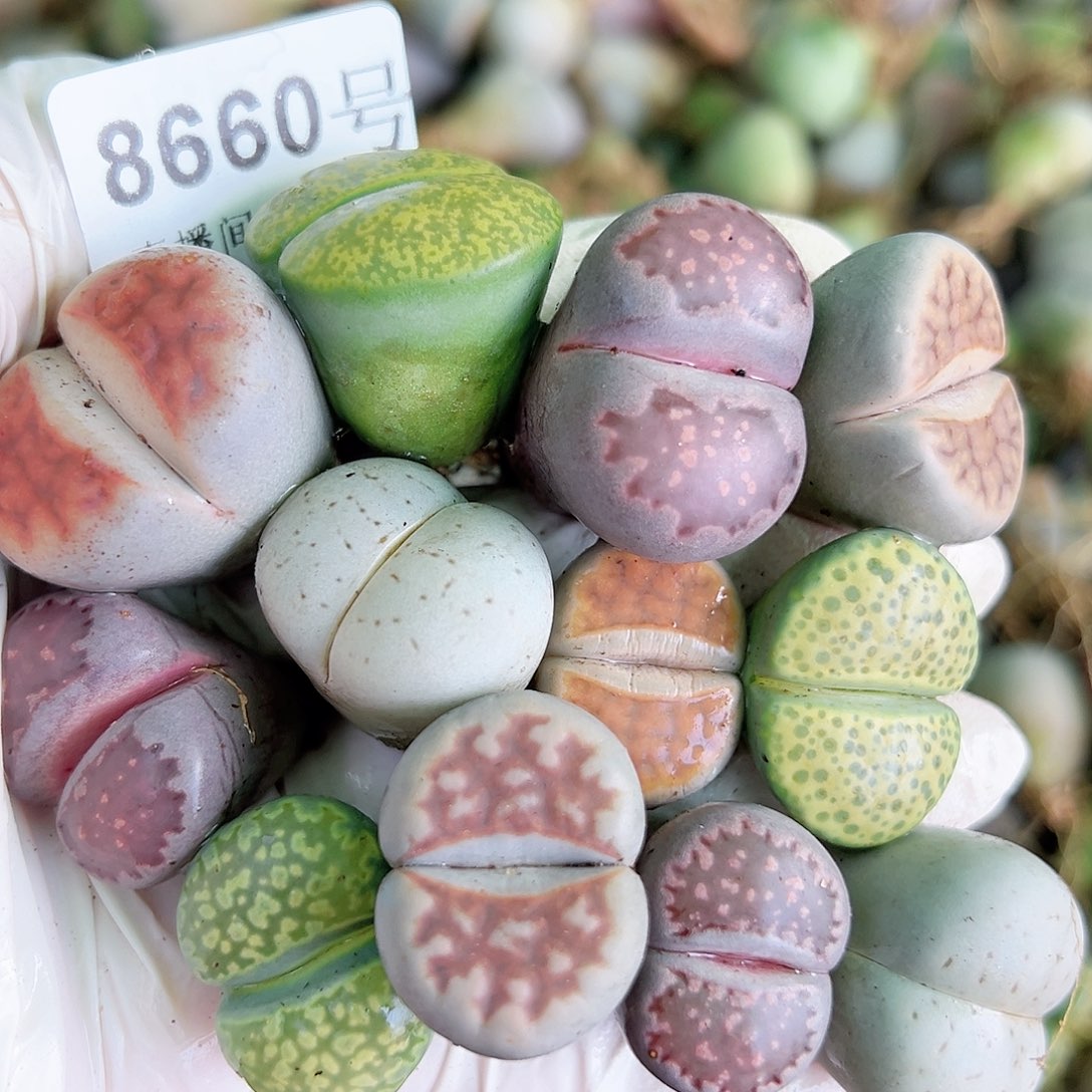 8660 好养易活生石花大母本12个2-2.6cm