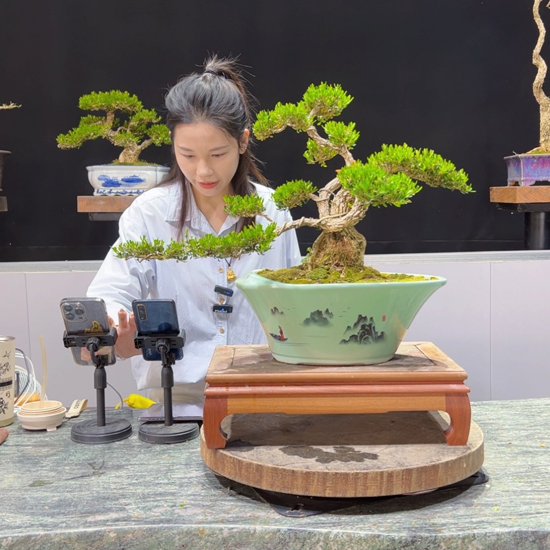 黄杨盆景老桩四季长青