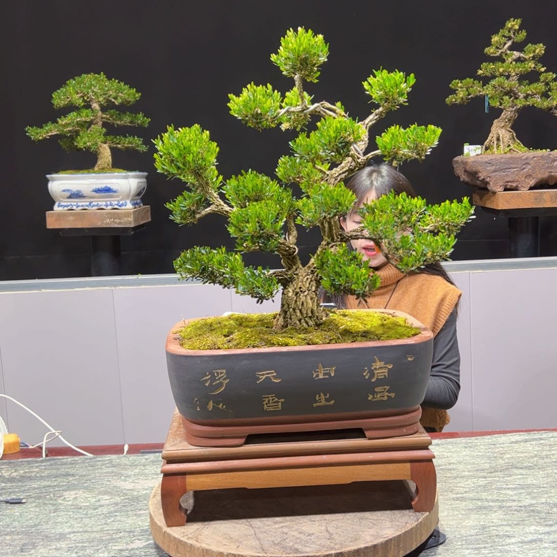 黄杨盆景老桩四季常青