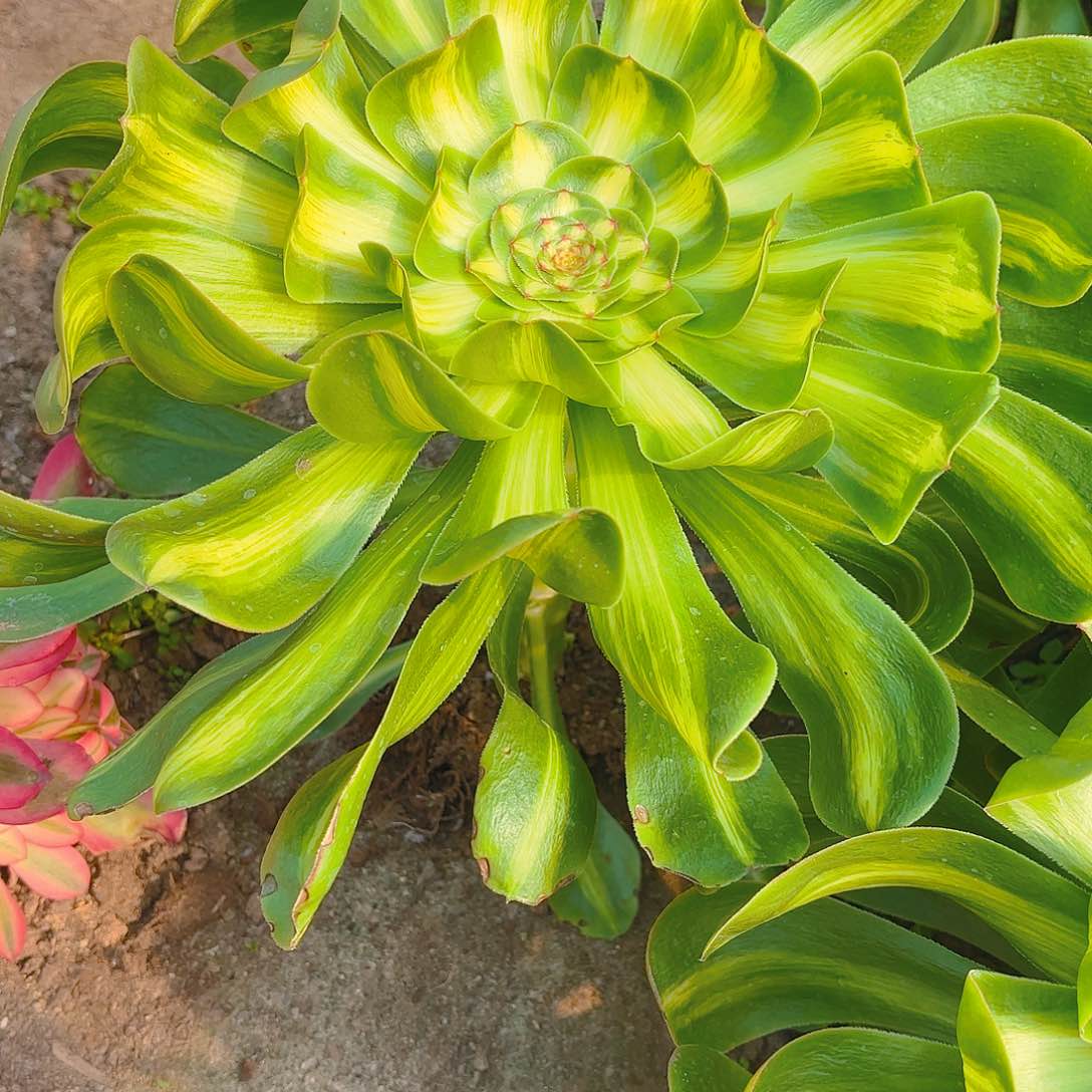 暴君多肉植物单头