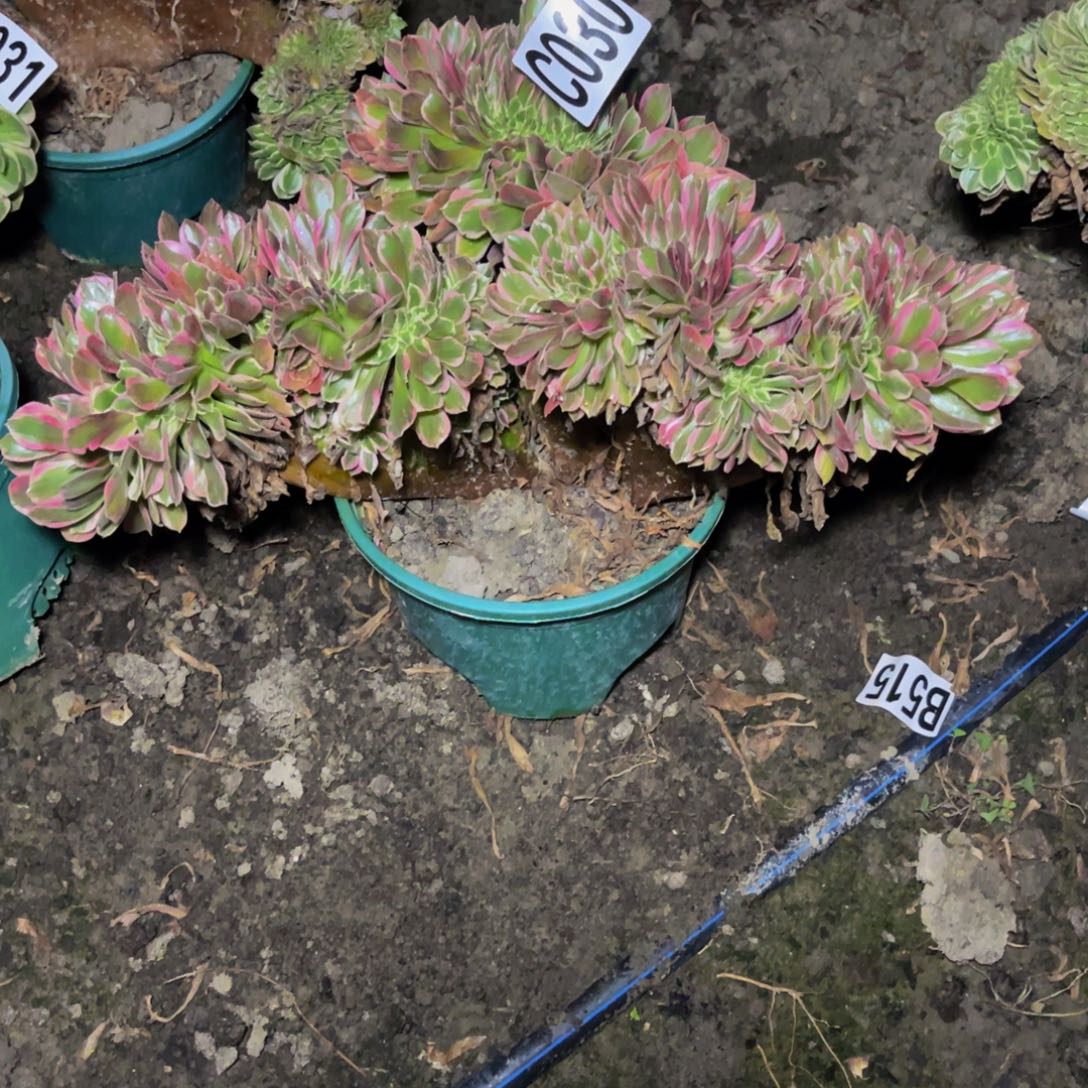 女郎法师16//////11包邮