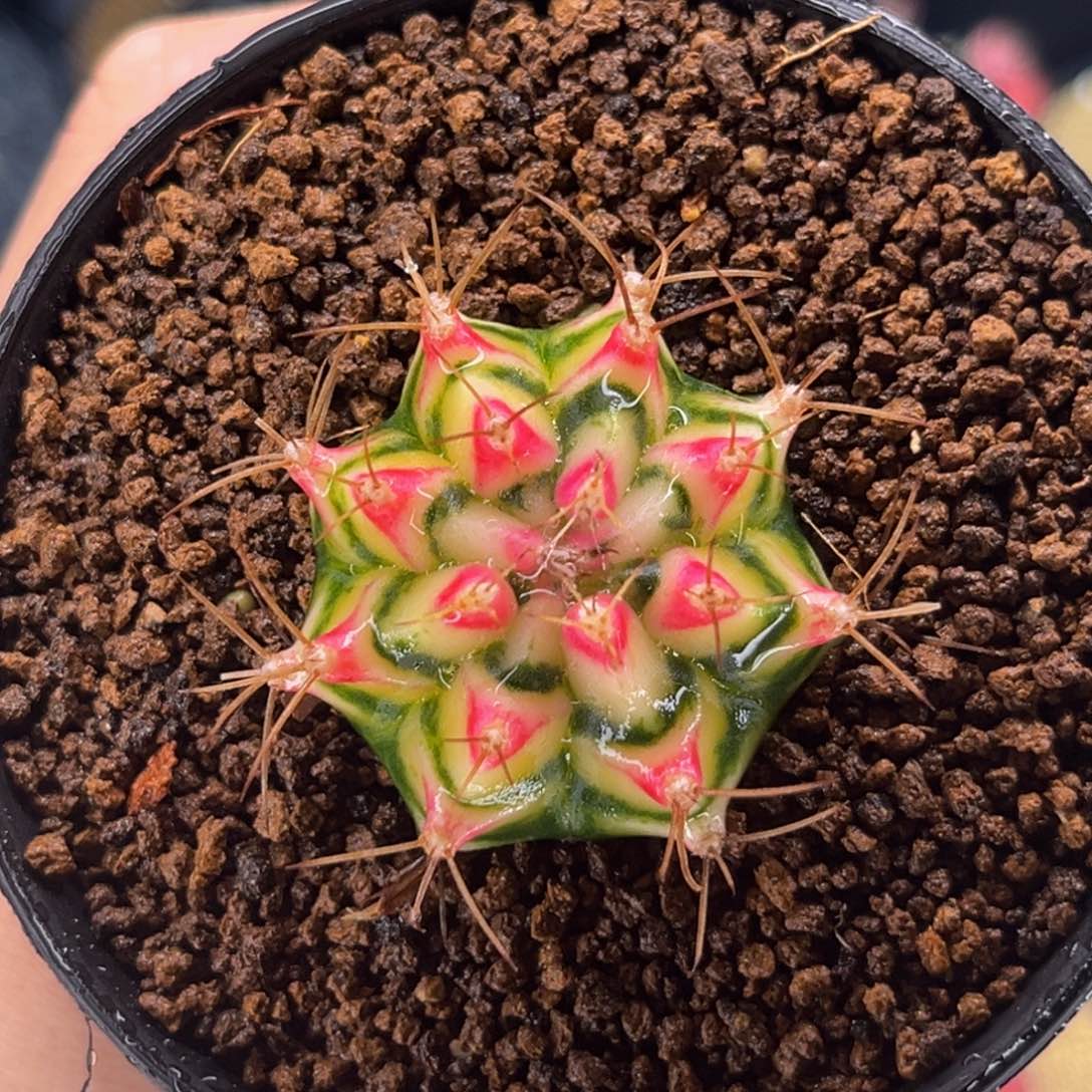 白花田 米哈仙人球