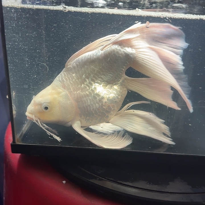 嘘***蝴蝶鲤鱼蝴蝶鲤128