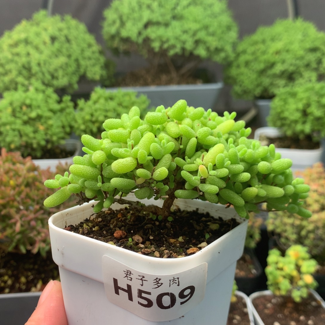 509蜜橘。             