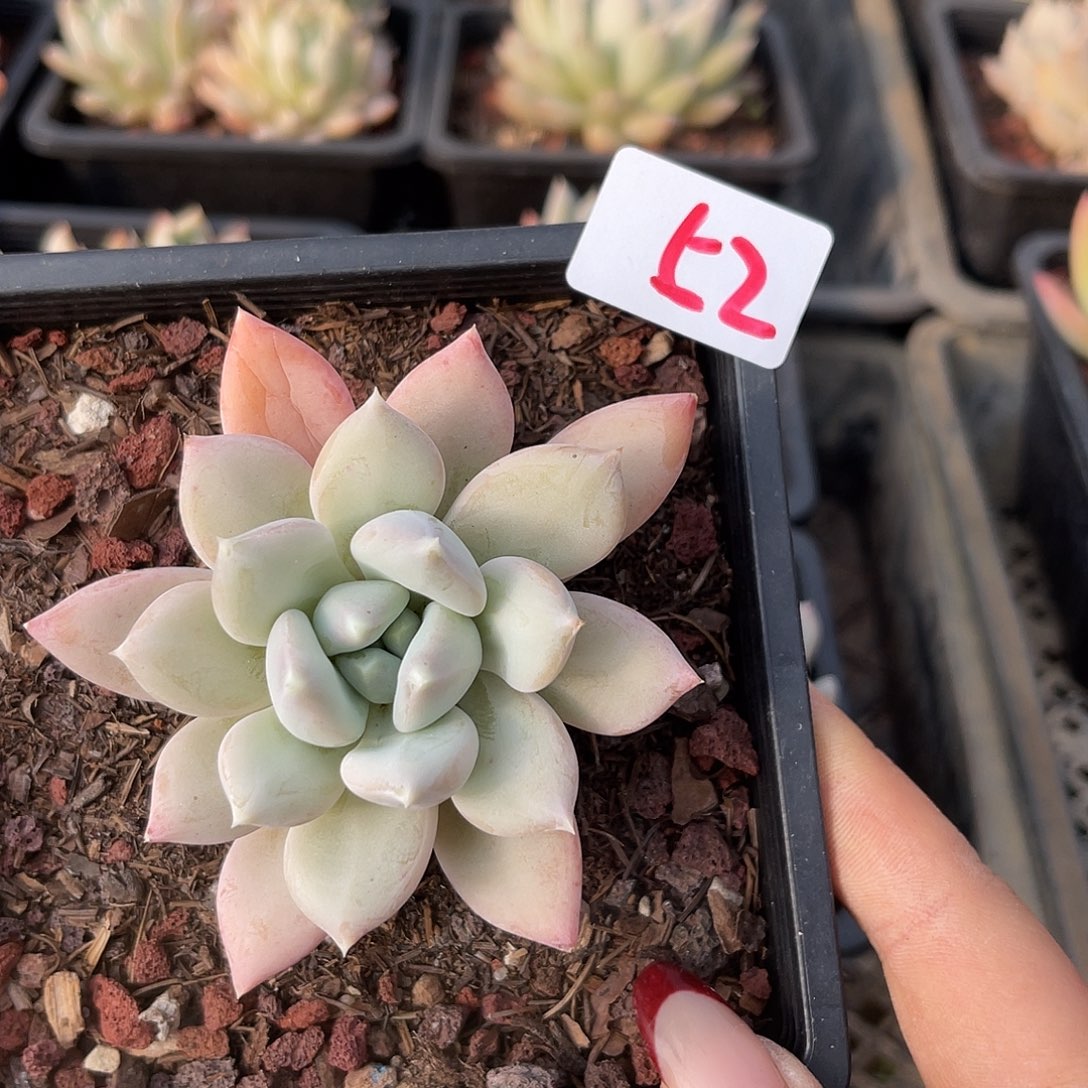 厚叶草。  52。  1111111111