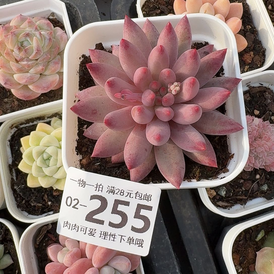 金鱼姬无盆土发货无盆