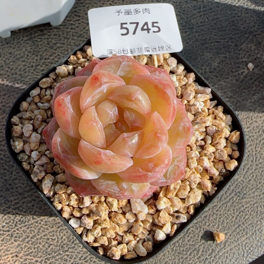 霜花石化，5745多肉植物