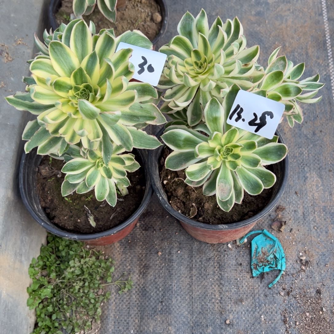 29 30青连多肉多肉多肉