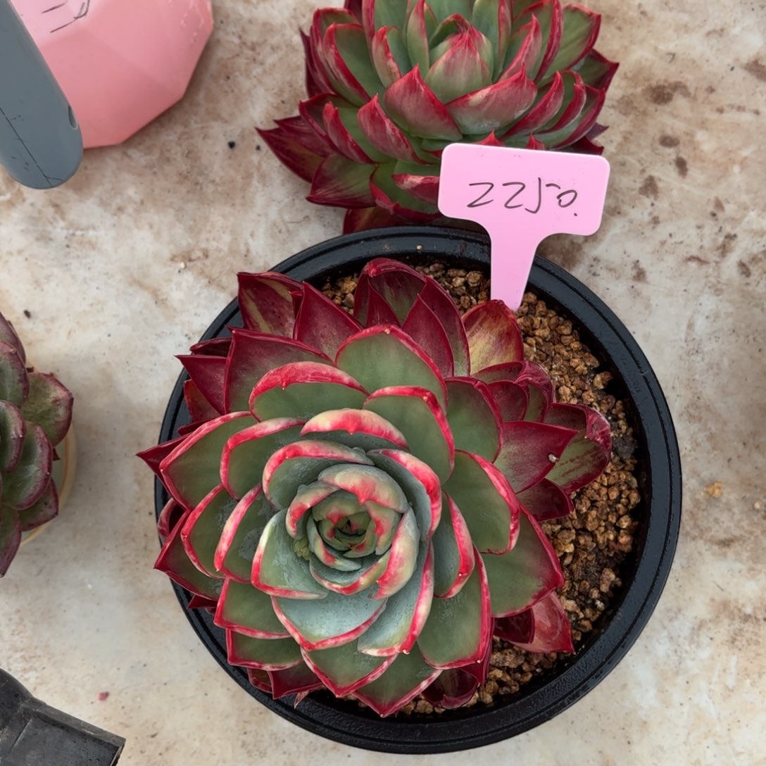 多肉惊鸿仙子2250