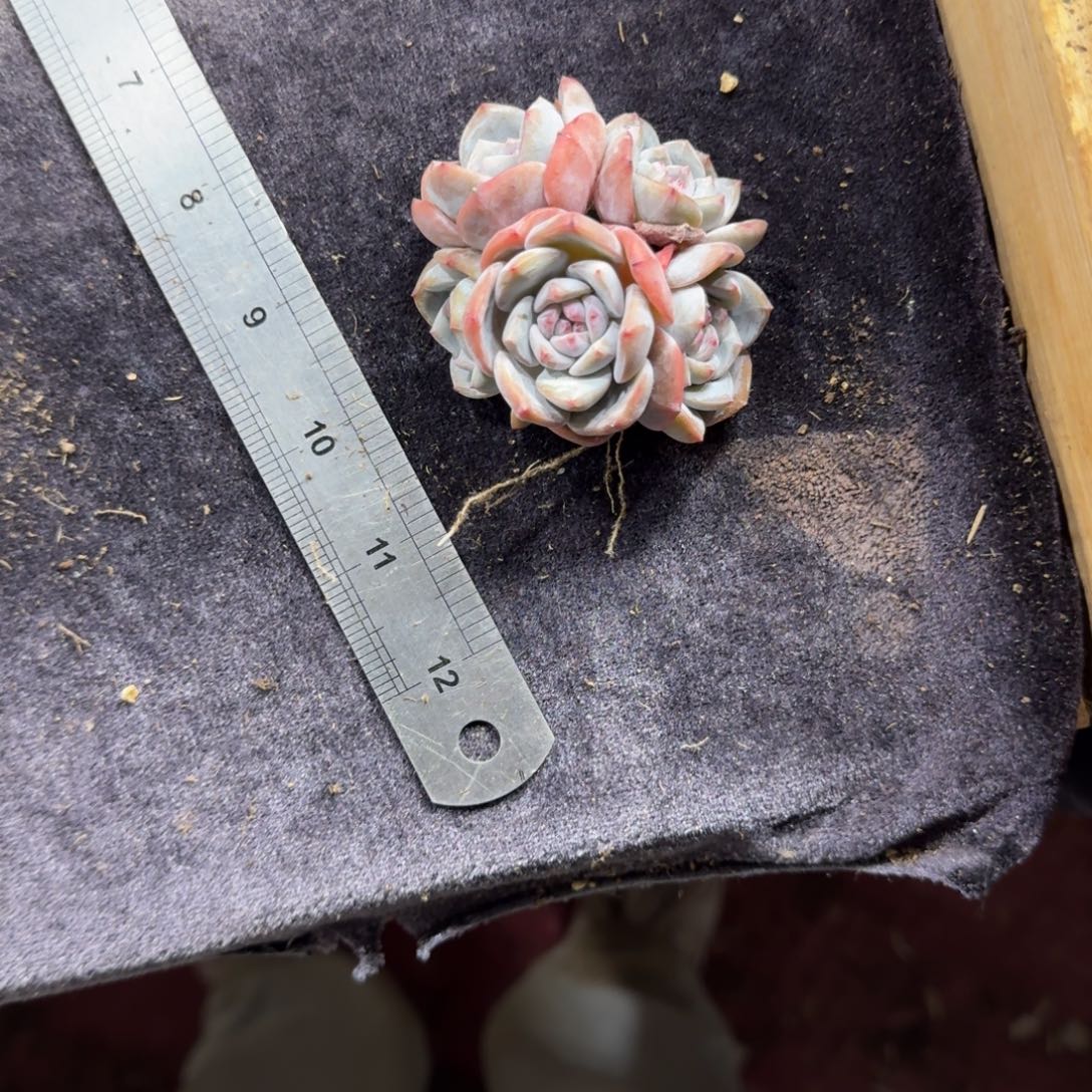 任****星影一物一拍5头石榴籽