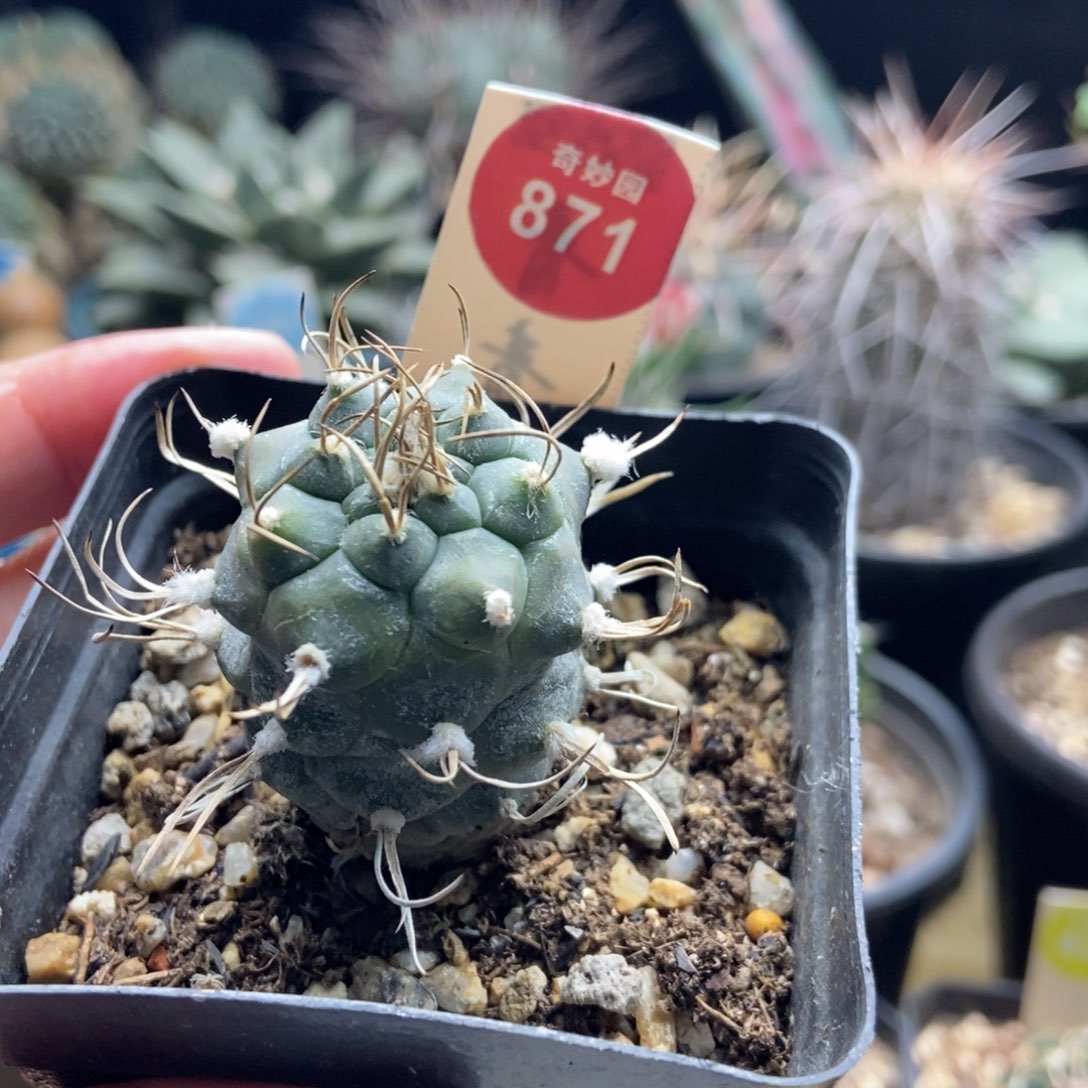 实生狂刺雪顶娇丽3cm一棵