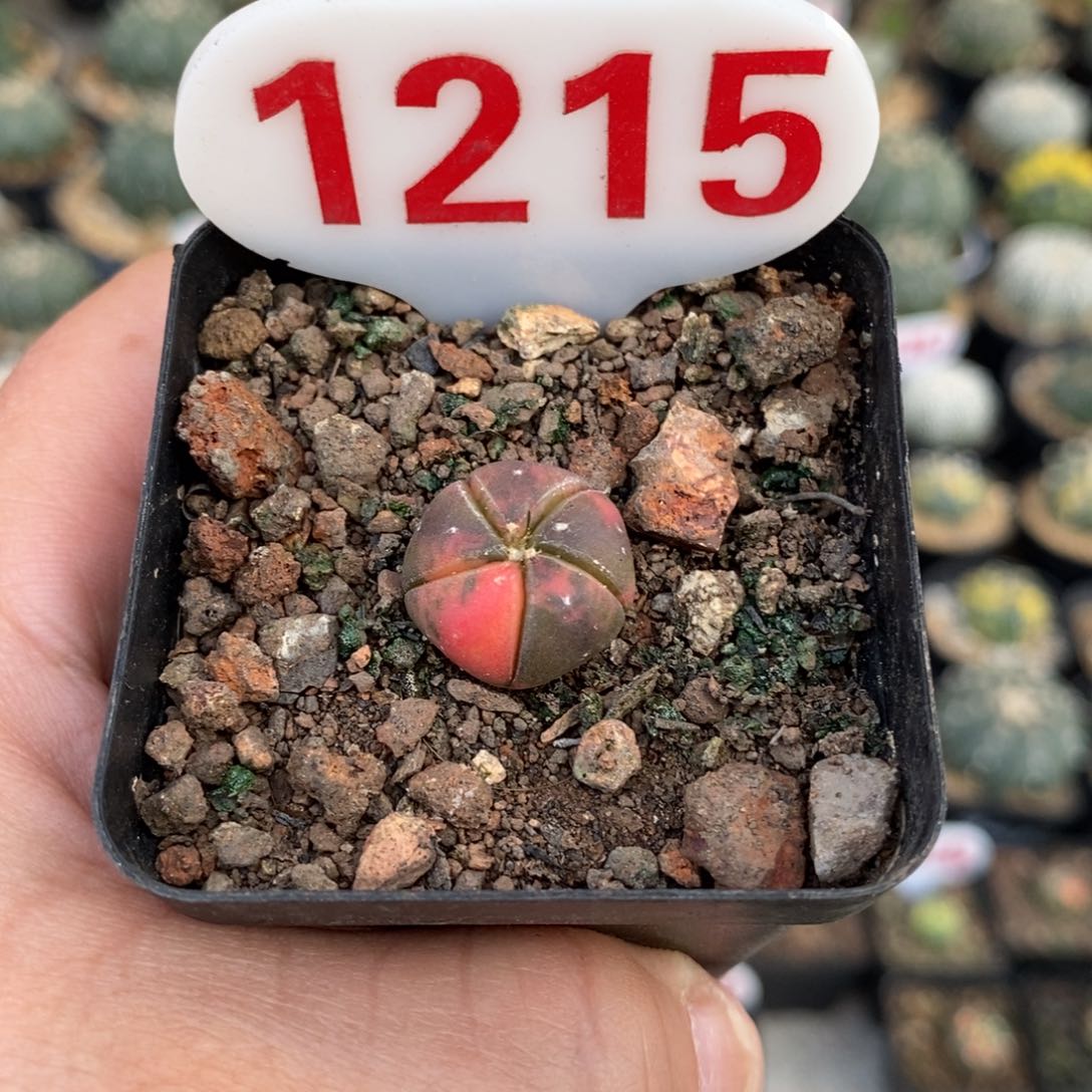 1215小五愣兜锦福利