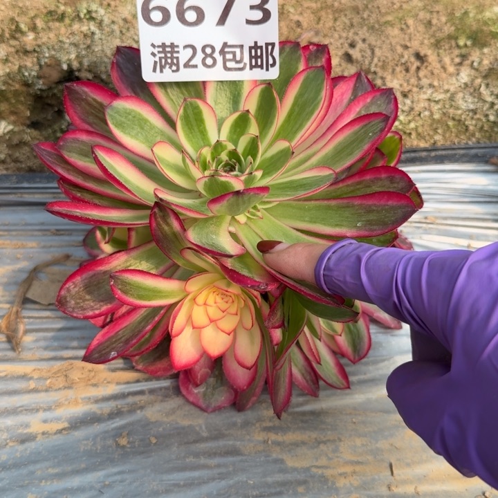6673一号棚荔枝多肉J