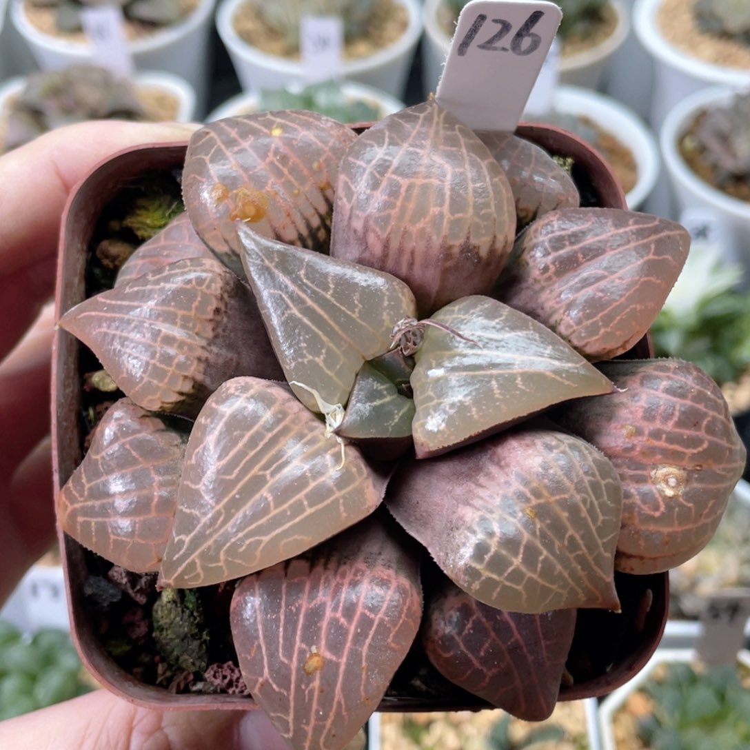 126粉玻璃康平。     