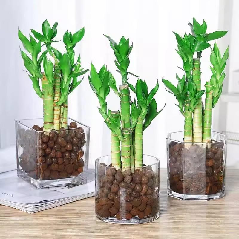 水培带根荷花竹文昌竹盆栽办公室内花卉四季常青好养水养绿色植物