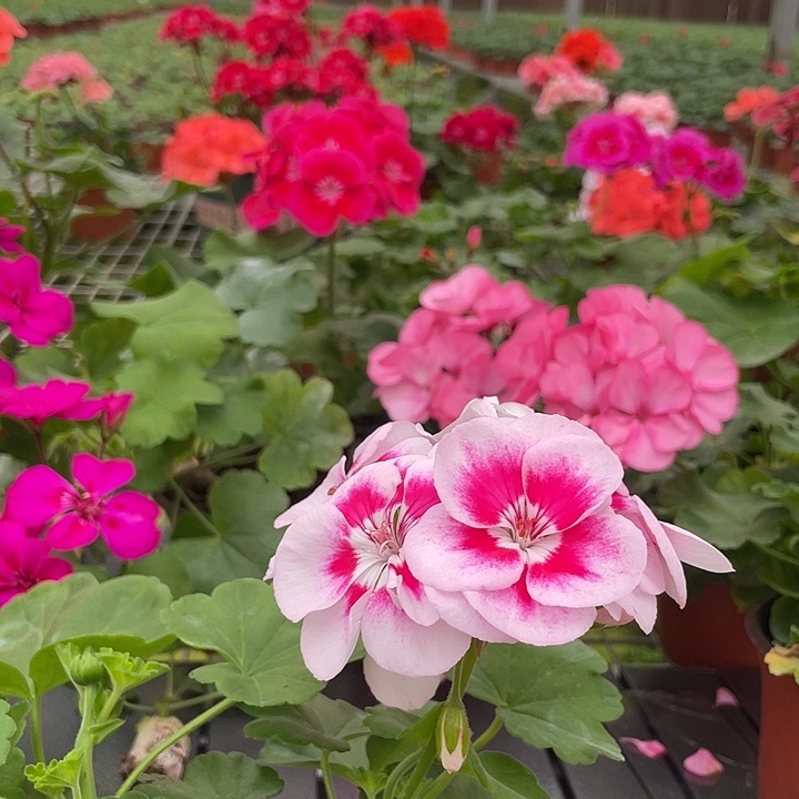 二***）完全开放白飞溅857国旗红