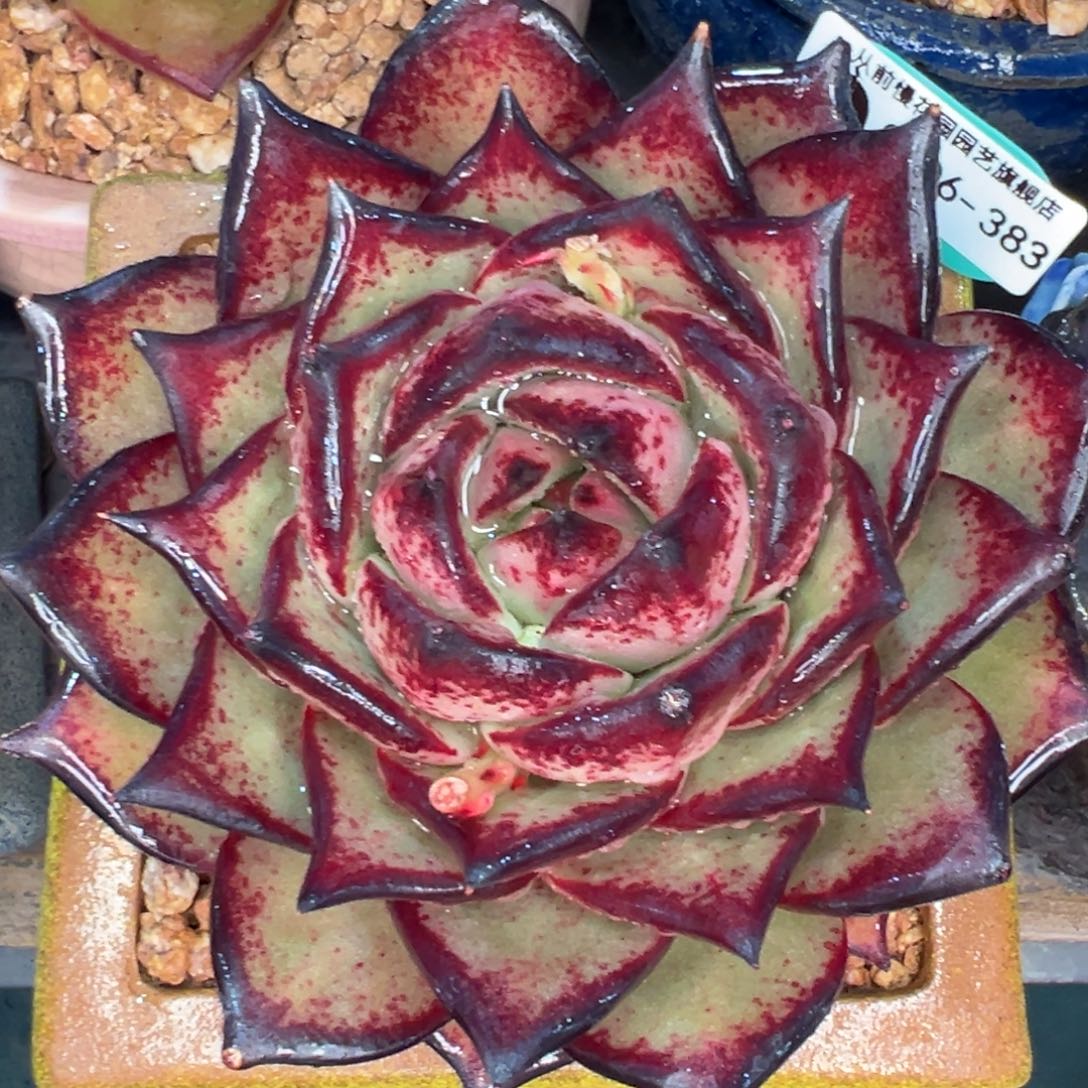 从前慢多肉精选编号0216.383