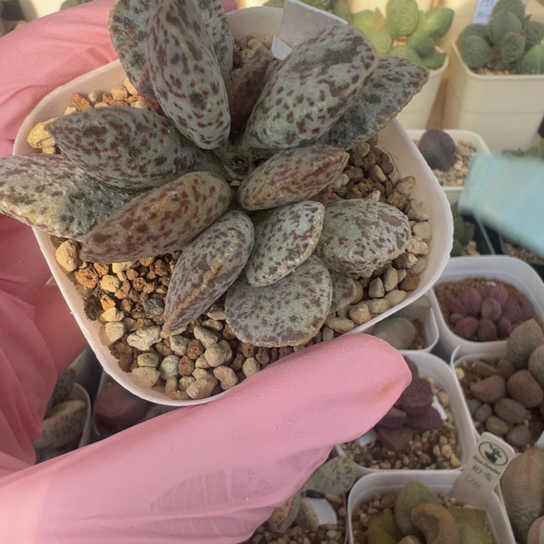 473斑点超级多大捧花状杂交