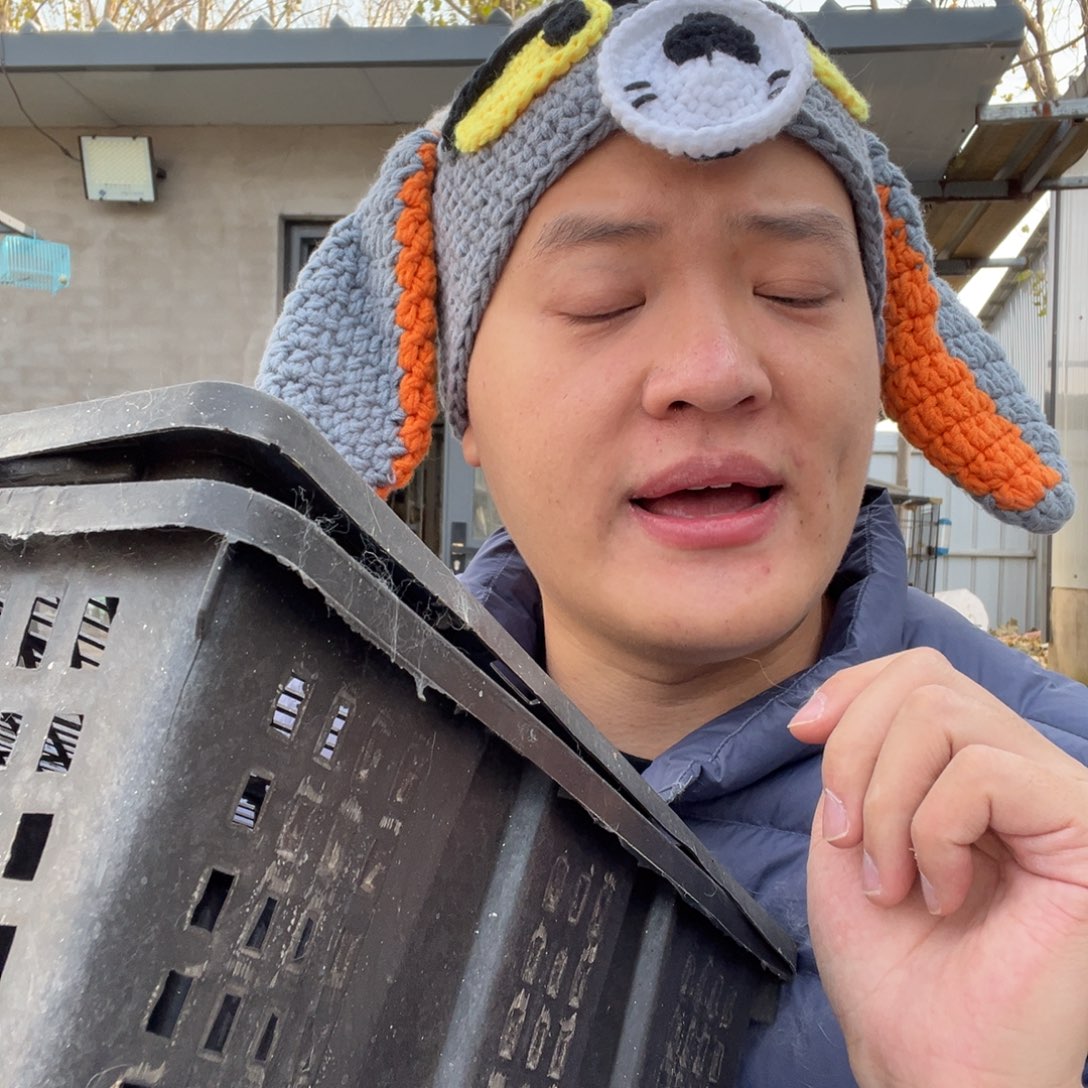 宠物兔英系安哥拉兔