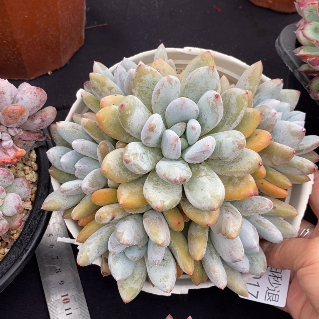 两单包邮1102-17香锁