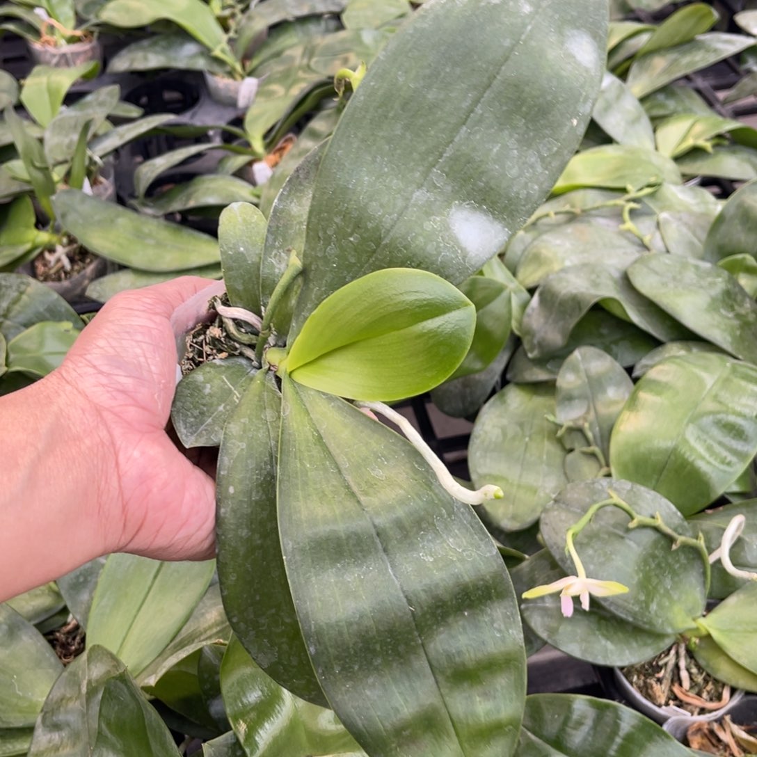 当前无花栽培后可以开花2.5沙美娜壮苗发顺丰快递