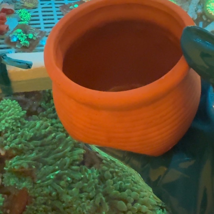 旧***事奶嘴海葵海葵喔11111