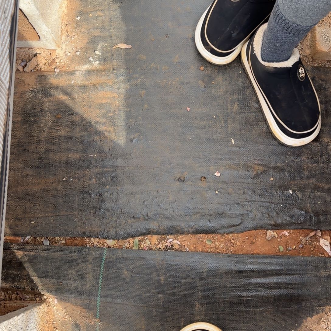 番****碧桃手捧多肉。     