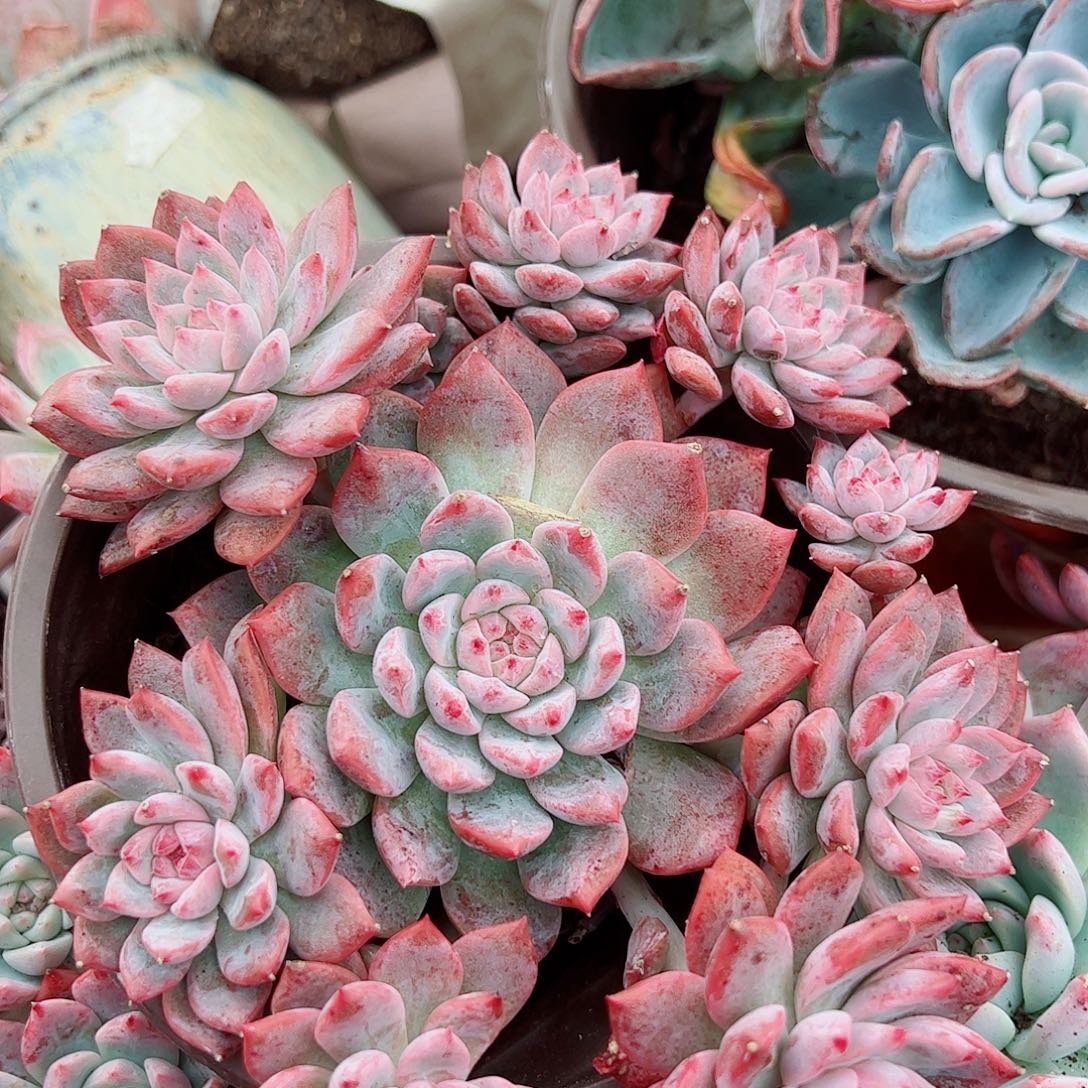 霜花多头造型精品特价