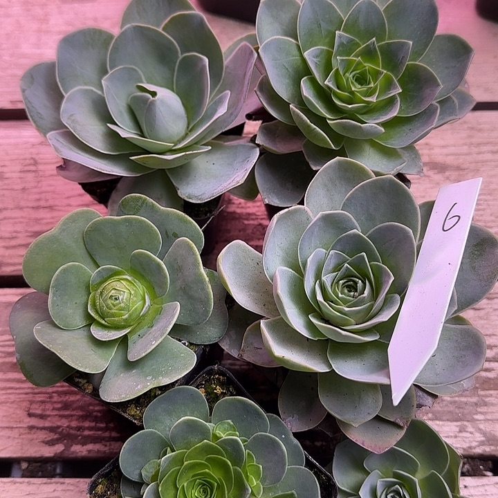 山地玫瑰5大1小，带土发，6号量拍