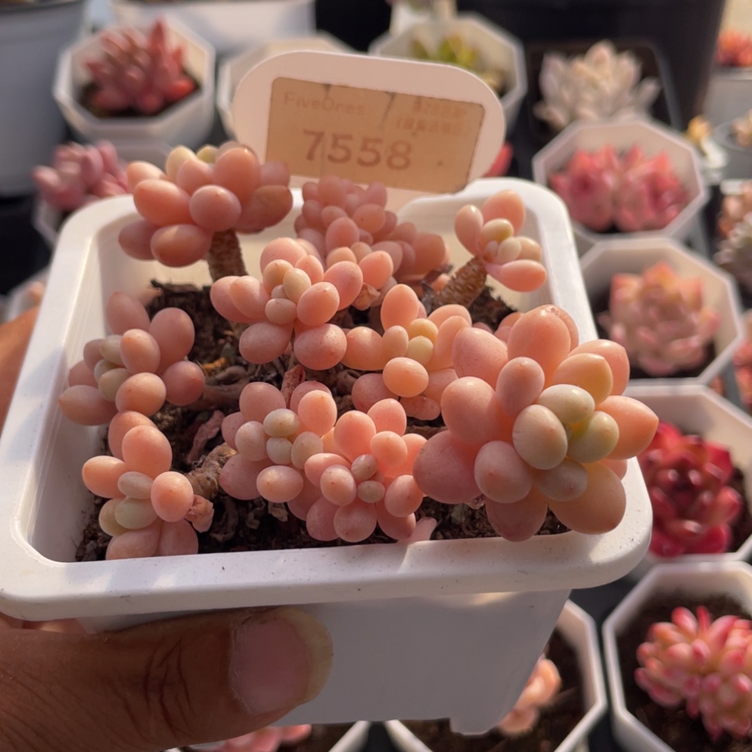 鱼子酱7558-10.0厘米