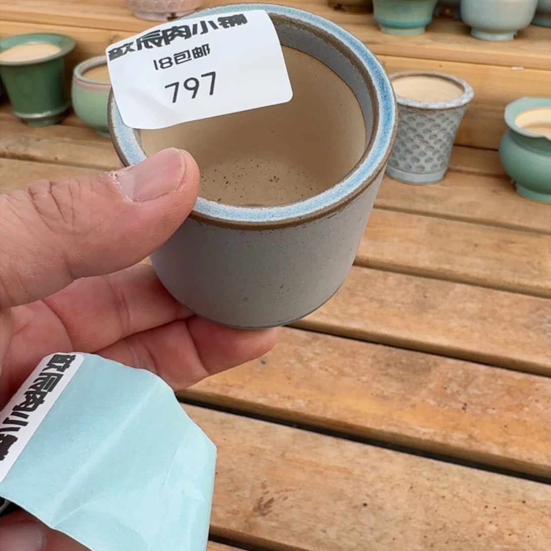 多肉植物东云烧797