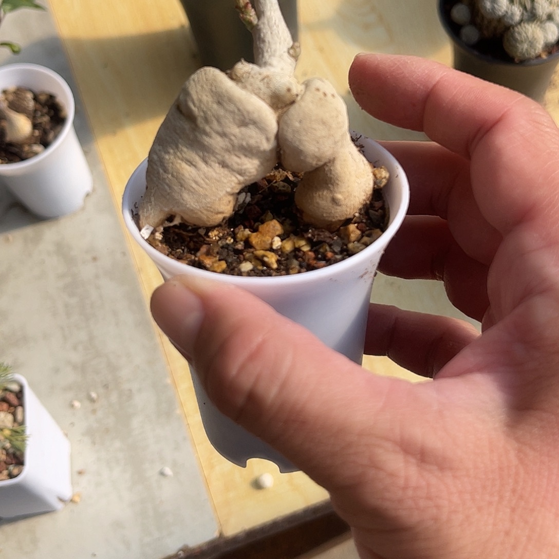 人参大戟块根一物一拍