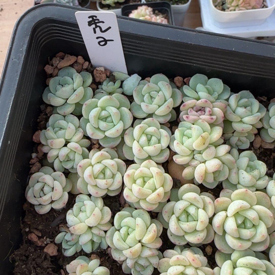 秃子甜心小苗一颗