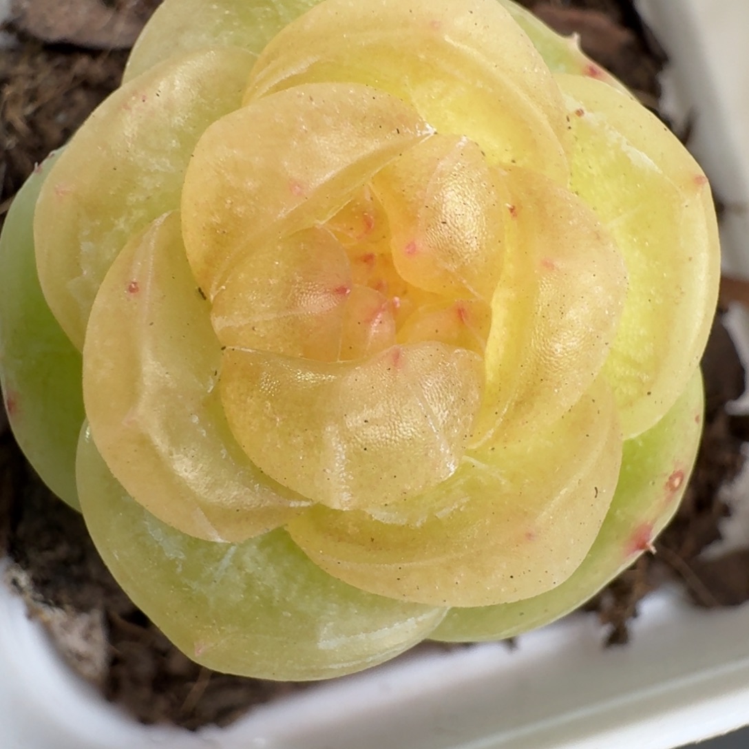 105-素素单头一颗