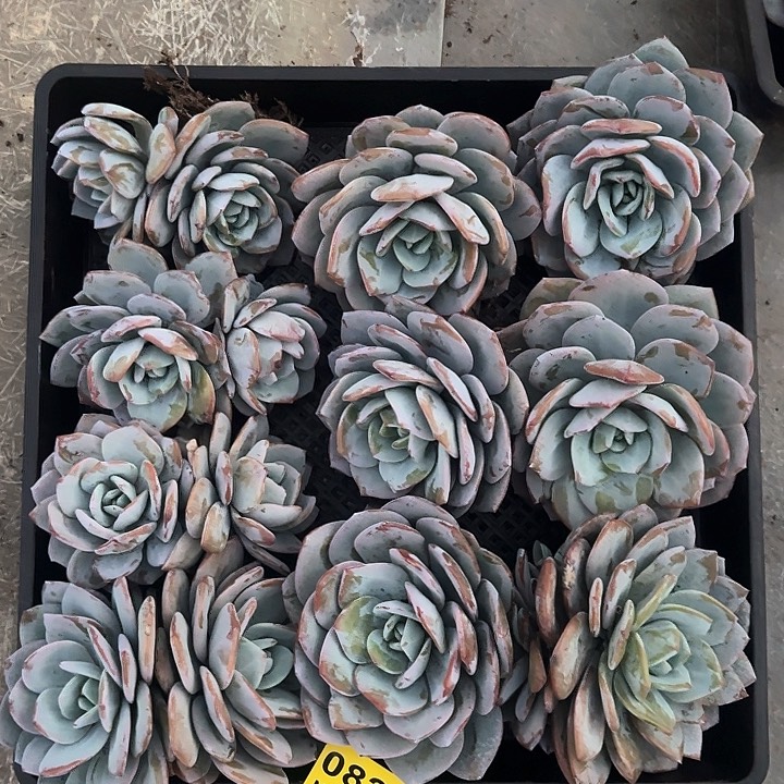 0826奶茶大粗腿十棵