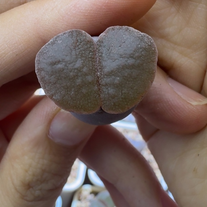 1号单头雪花窗风铃一物一拍