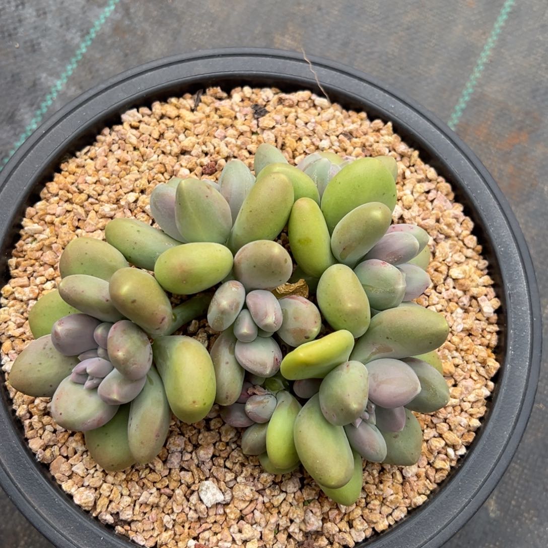 12311111111111111111111