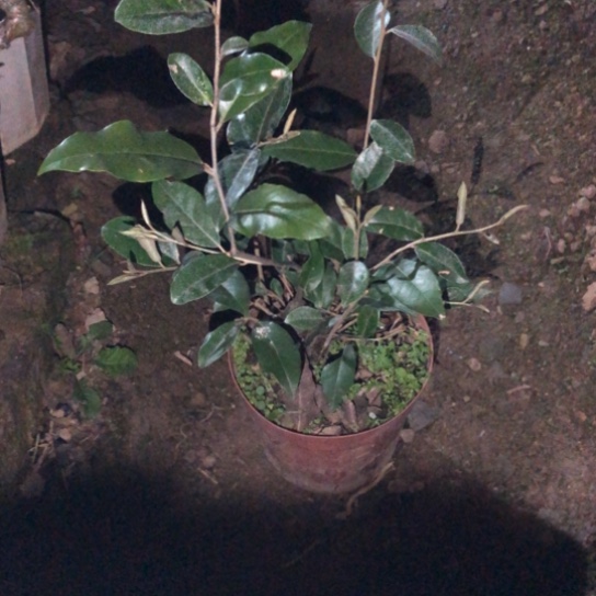 盆景素材盆栽绿植星**业