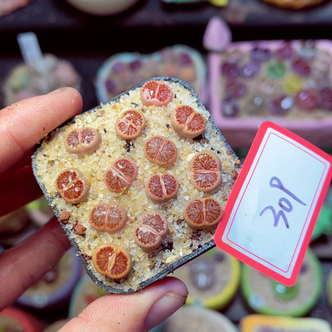 309生石花带盆发1