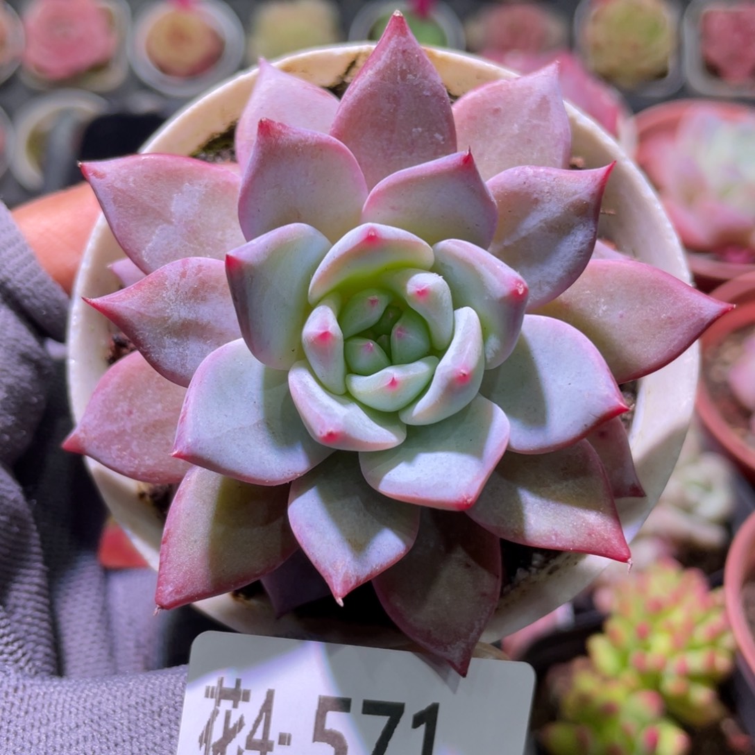 花利美4-571粉蓝鸟