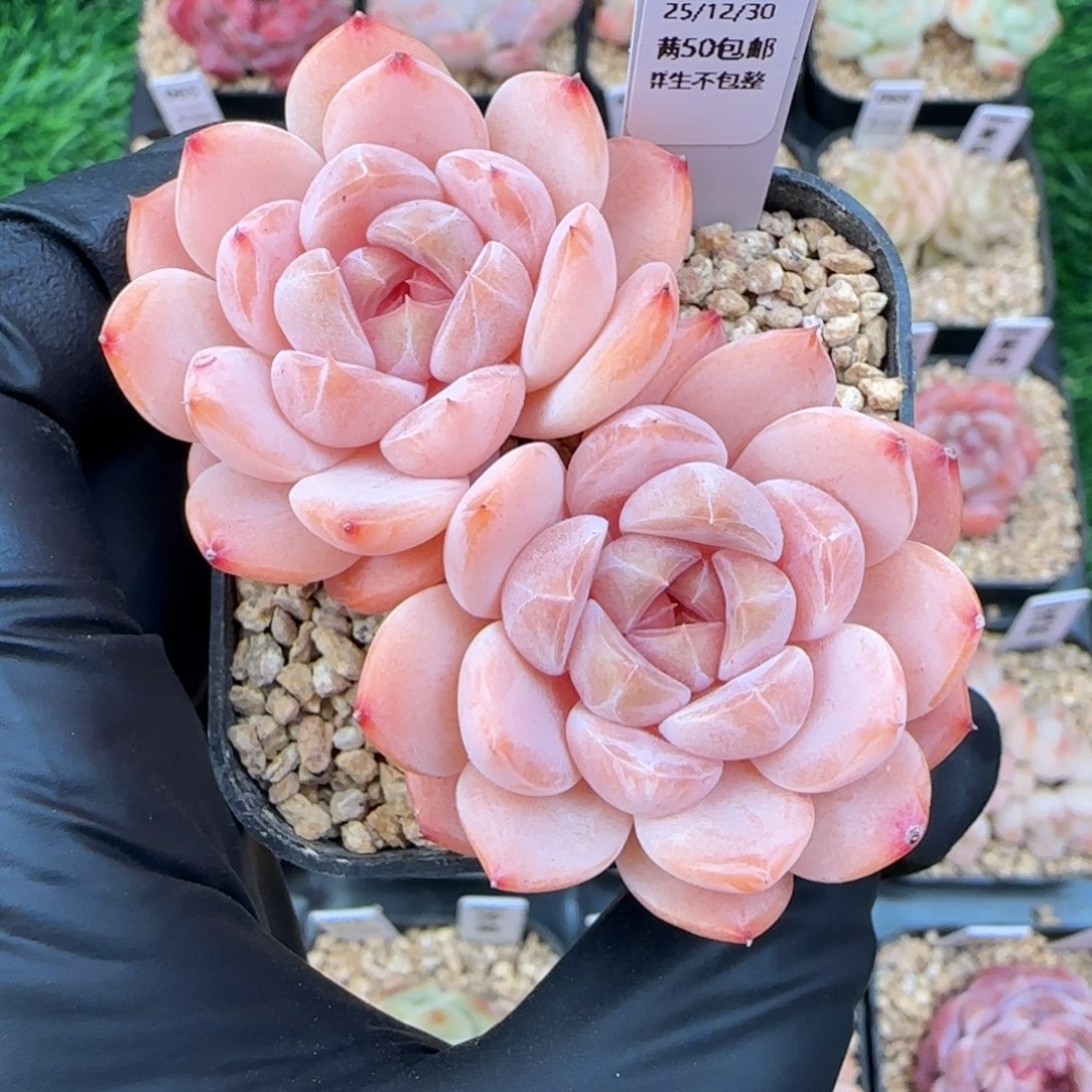 066   孤品  5厘米盆