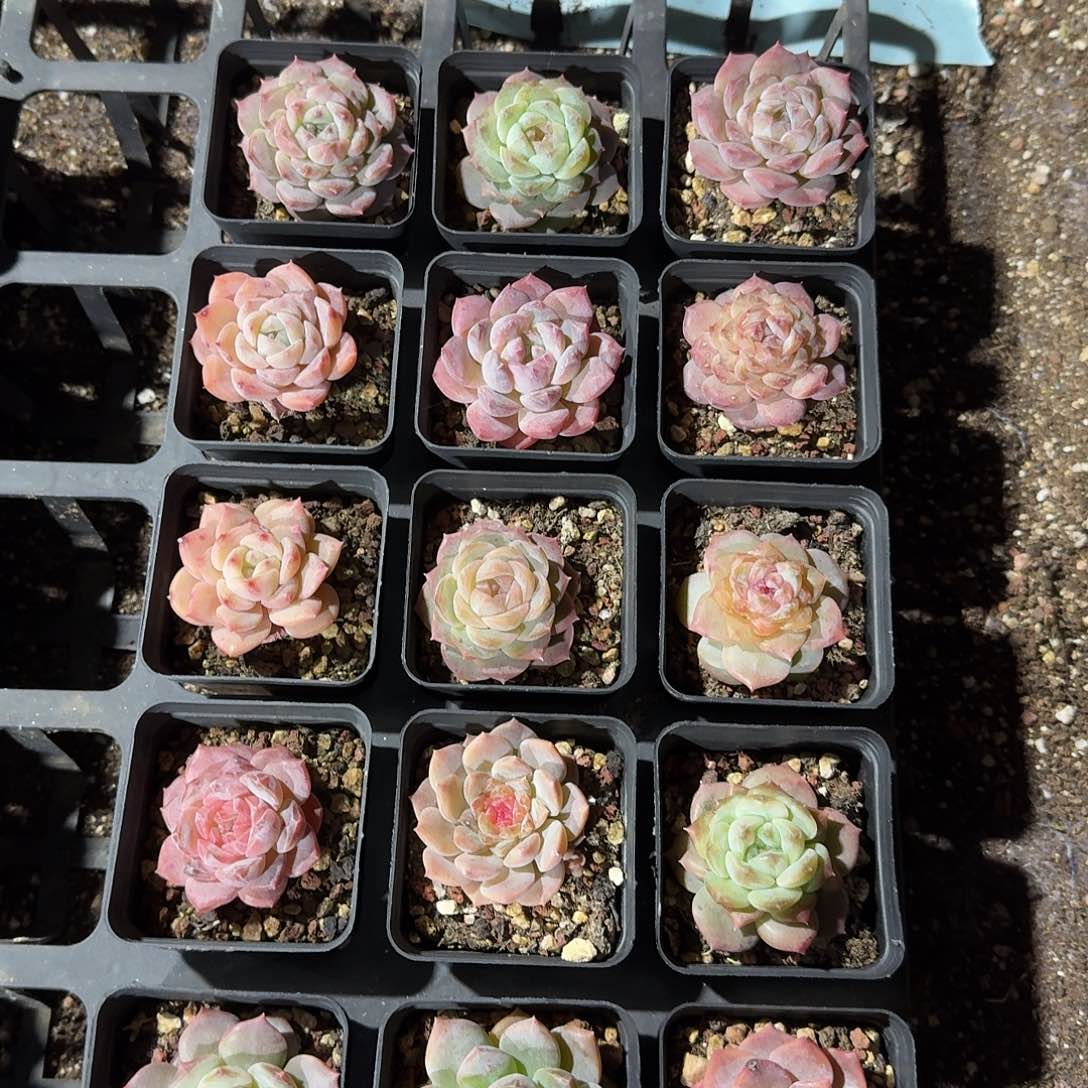 珍妮糖心混合体15颗