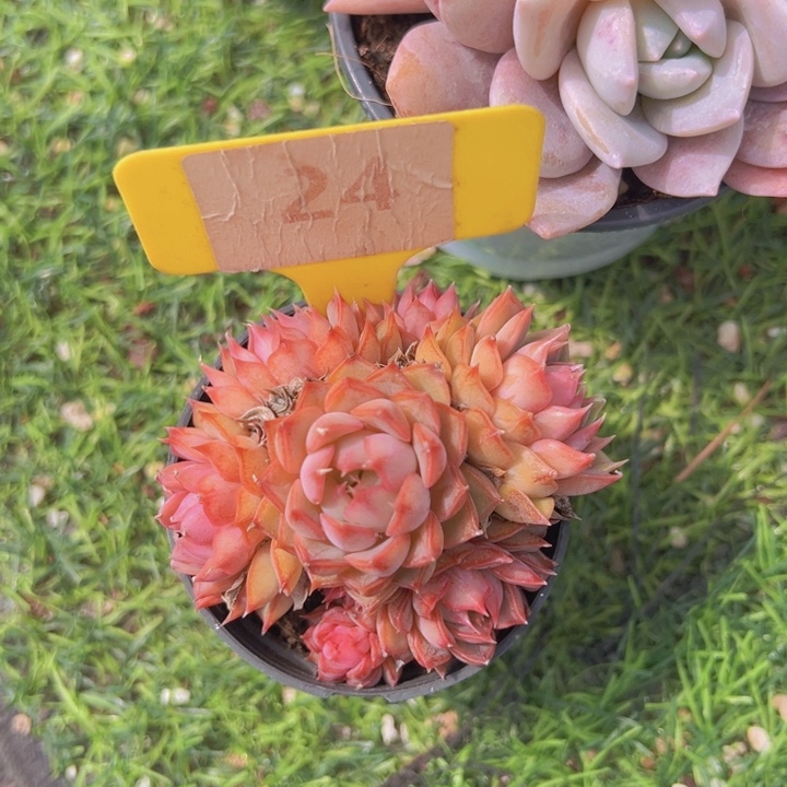 健健康康平平安安