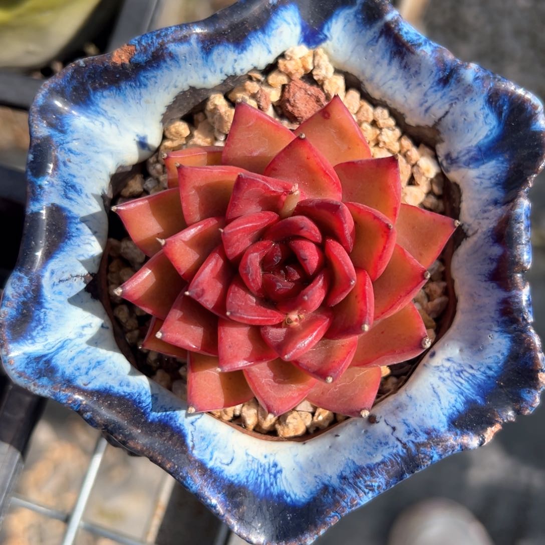 ?*毛红东云（满38包邮）多肉