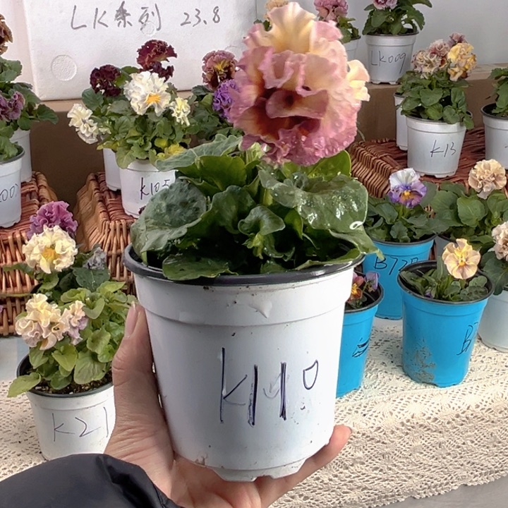 大部分花苞少量开放K110