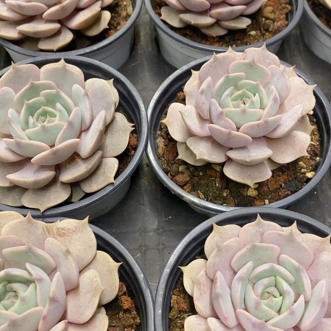 10。单头粉蝶。福利多多